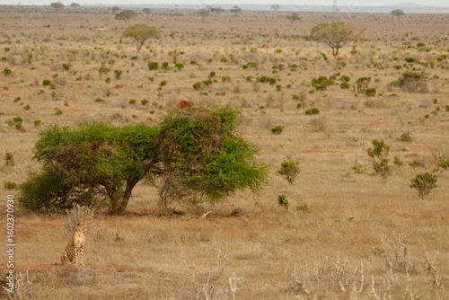 Canvas Print Cheetah Sitting Under Acacia Tree in African Savannah