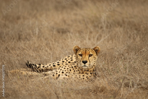 Photography Cheetah Resting in Grass – Close-Up of Alert Wild Cat