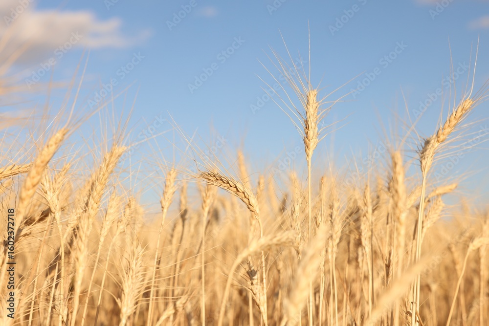 Fototapeta premium Golden wheat ears growing in field under blue sky, closeup
