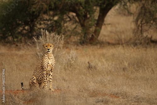 Photography Cheetah Sitting Upright in Dry Grassland