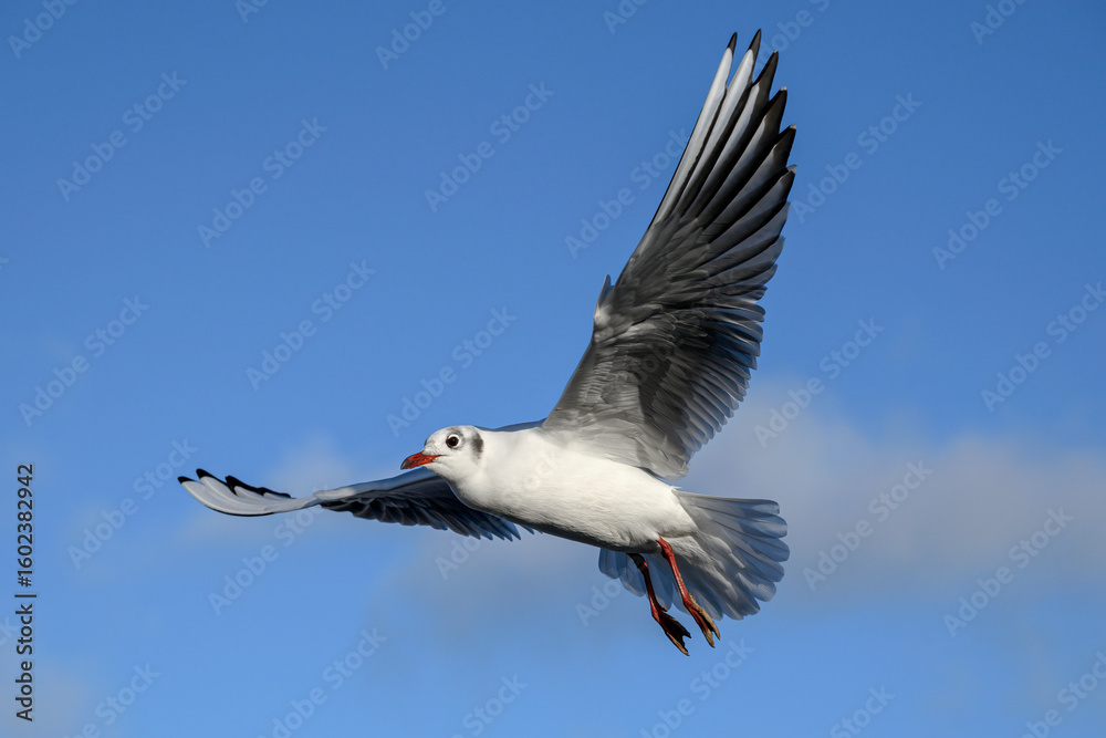 Fototapeta premium Black headed Gull in flight, winter plumage bird