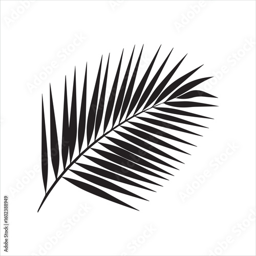 Black silhouette of a palm frond on a white background