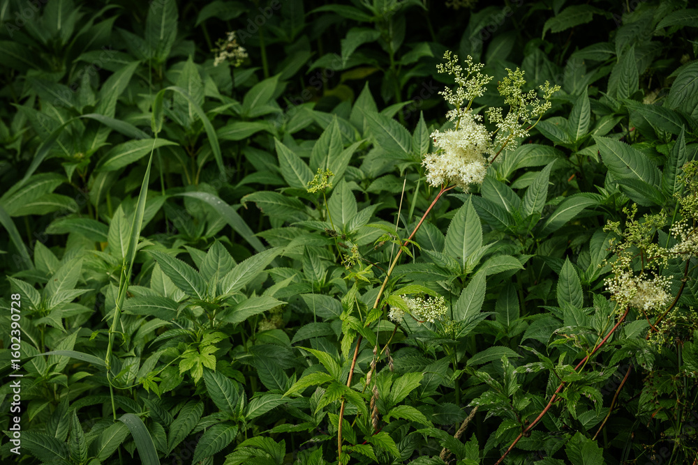 Fototapeta premium A lush meadow filled with tall green plants, white meadowsweet flowers, and scattered pink wildflowers, thriving in a natural summer setting.
