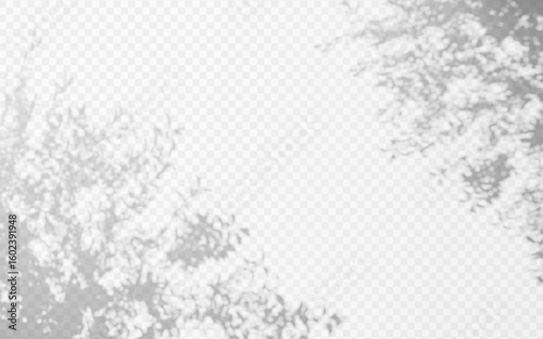 Abstract shadow overlay from tree branch on a transparent background.