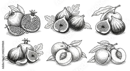 A set of vintage fruit illustrations in a classic engraved style, featuring pomegranate, fig, and peach compositions on a white background.