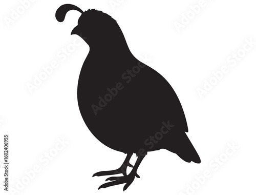 QUAIL SILHOUETTE