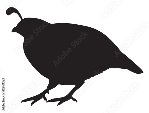 QUAIL SILHOUETTE