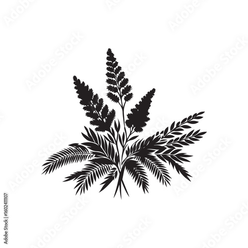 Wattle Day Silhouette Vector Illustration, Solid White Background.	