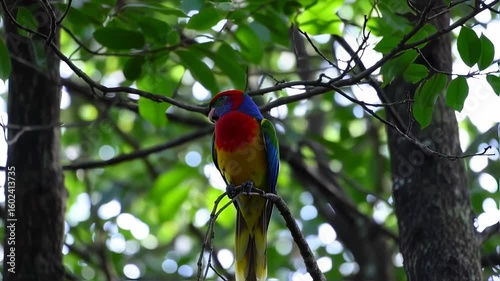 Colorful parrot perched in a lush forest