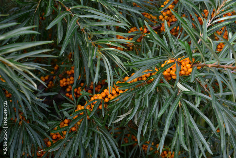 Sea buckthorn shrub with ripe orange berries and long green leaves Sea buckthorn shrub with ripe orange berries and long green leaves