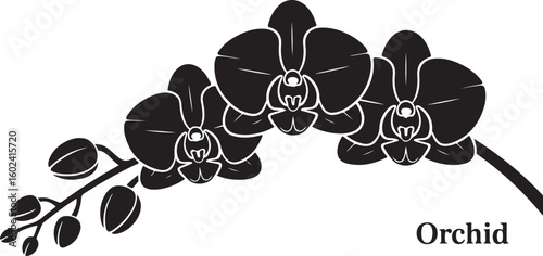 Black silhouette of orchid flowers. Vector illustration.