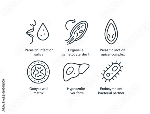 straight perfect stroke icon mono icons style isolated parasitic infection vector saliva lloprotease parasitic infection gametocyte development organelle parasitic infection merozoite