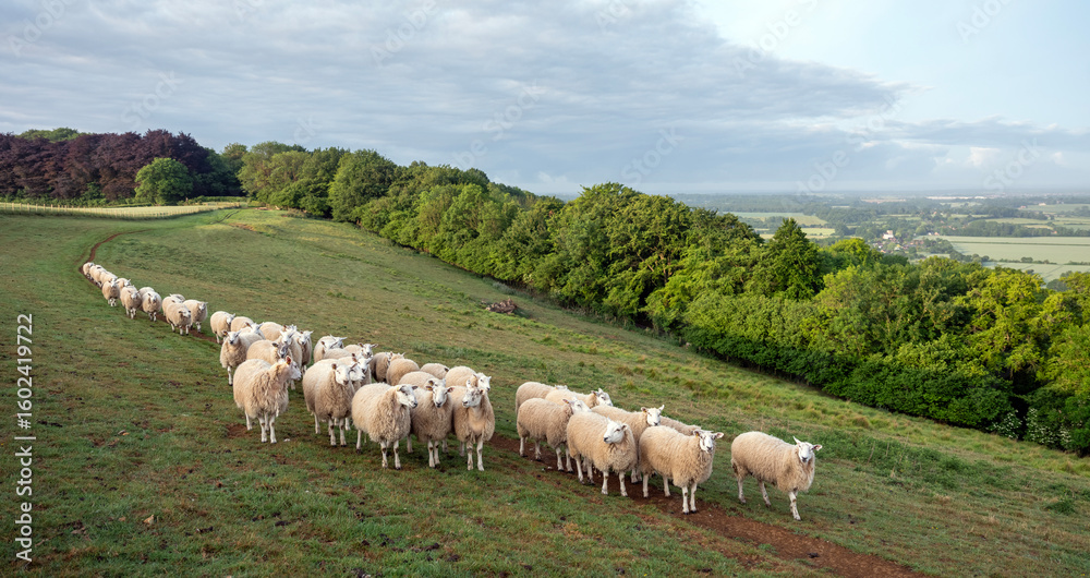Fototapeta premium flock of sheep on north downs in kent near wye on sunny summer morning