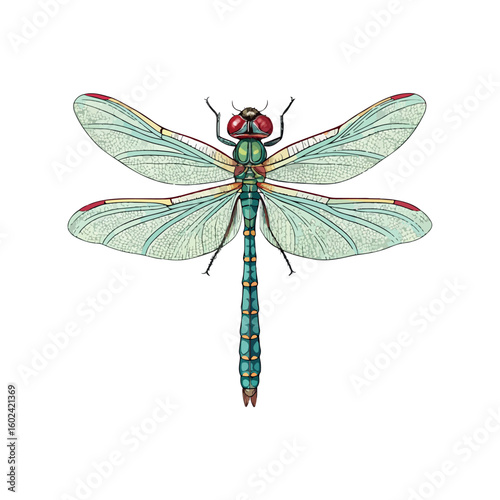 Had dragonfly lice color vector on white background.02