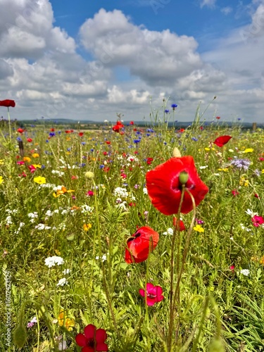 A vibrant field of wildflowers in full bloom, featuring red poppies, blue cornflowers, and yellow blossoms swaying gently under a partly cloudy blue sky