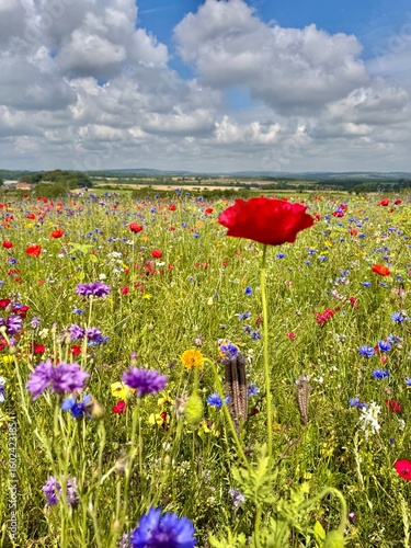 A colourful summer wildflower meadow filled with bright red poppies, blue cornflowers, yellow daisies, and delicate white blooms under a blue sky with scattered clouds. 
