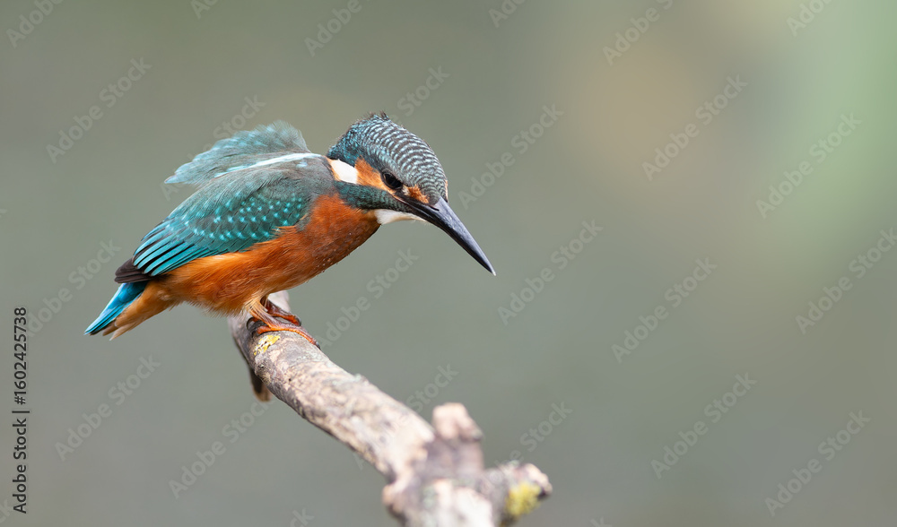Fototapeta premium Common kingfisher, Alcedo atthis. The bird looks into the water, waiting for a fish