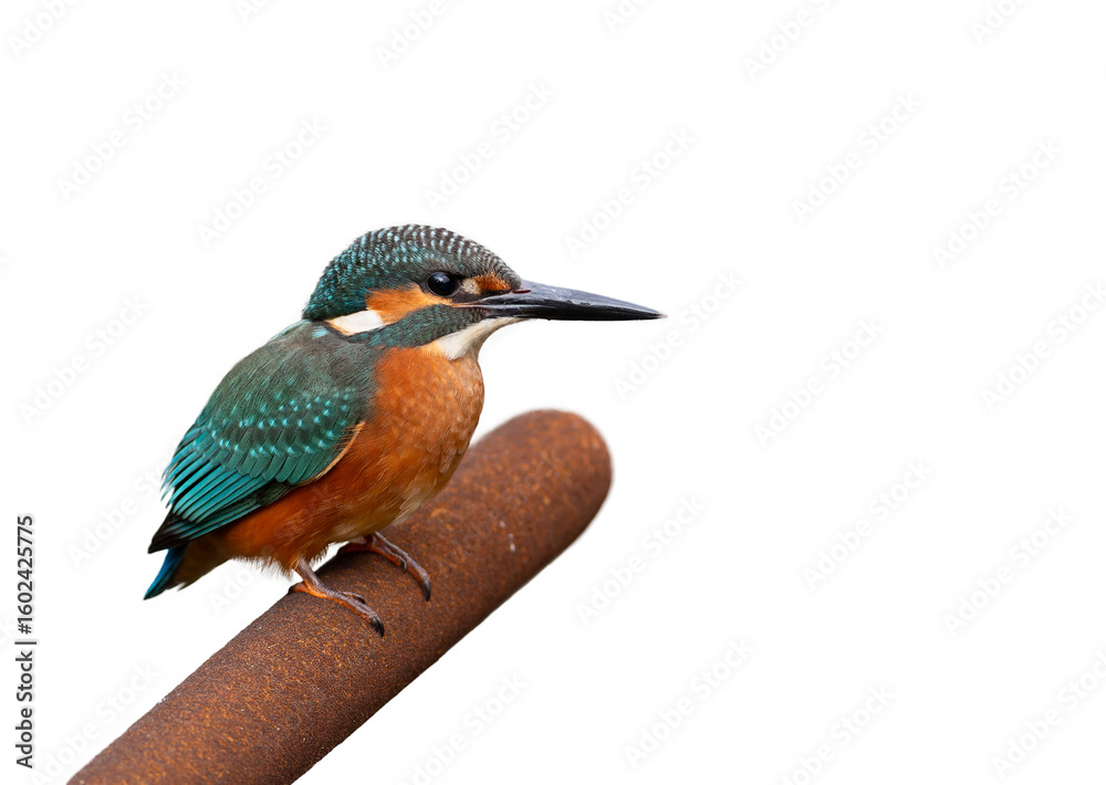 Common kingfisher.A young male bird sits on a cattail and waits for prey, white background, isolated Common kingfisher.A young male bird sits on a cattail and waits for prey, white background, isolated