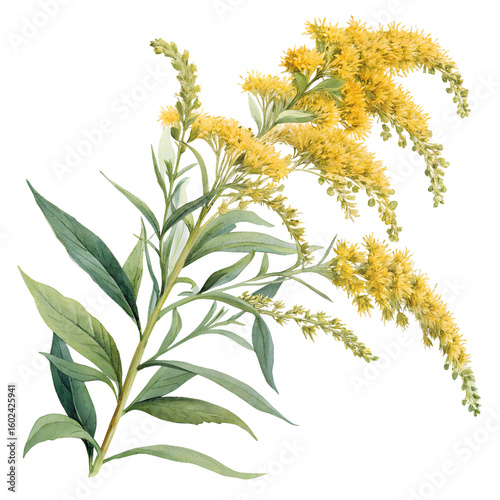 Goldenrod flower illustration with yellow blossoms on transparent background