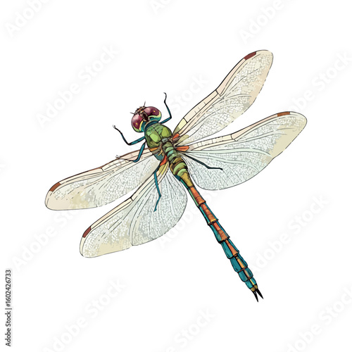 Had dragonfly lice color vector on white background.03