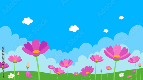 wide meadow cosmos blooms blue sky vintage