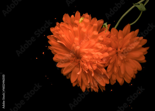 Canvas Print Orange flowers chrysanthemum on black background.