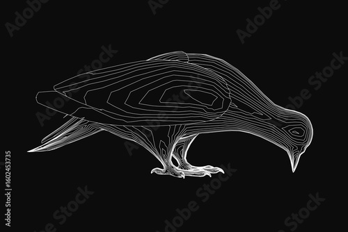 A black and white contour drawing of a pigeon with detailed feathers and spread wings. The sketch-like bird has an open beak and focused eyes, set against a dark background.