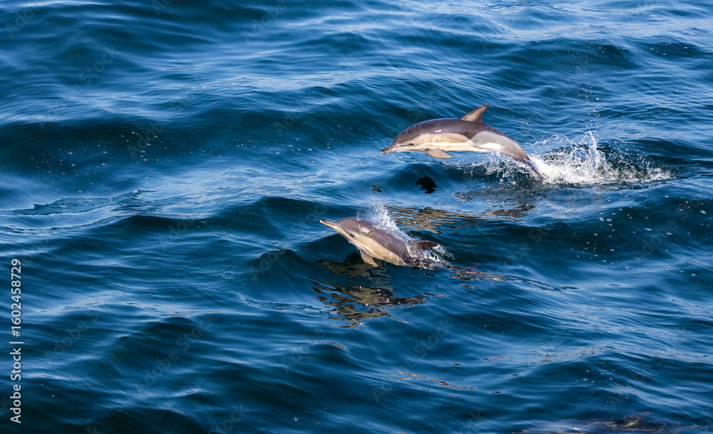 Fototapeta premium Two Dolphins jumping over the waves in black sea. 