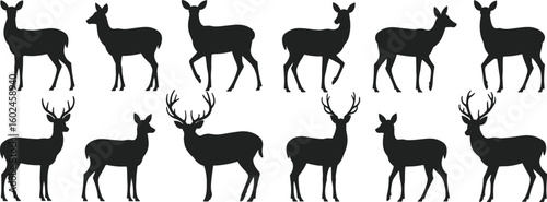 Deer silhouette vector collection of doe and buck in standing and walking poses for wildlife, forest, hunting, and nature design