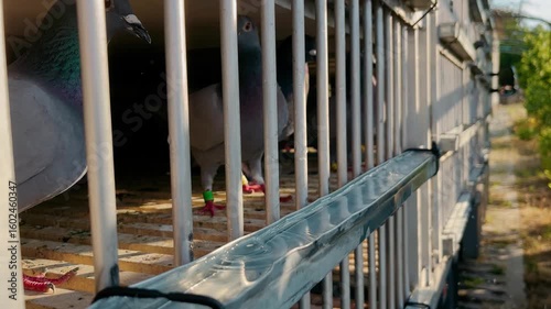 Pigeons in Flight – The Art of Columbophilia and Skyward Freedom from the Loft