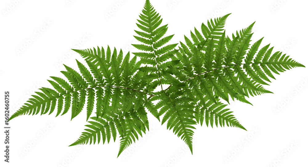 Vibrant Green Tropical Fern Plant Leaf Botanical Frond Nature Foliage Vibrant Green Tropical Fern Plant Leaf Botanical Frond Nature Foliage