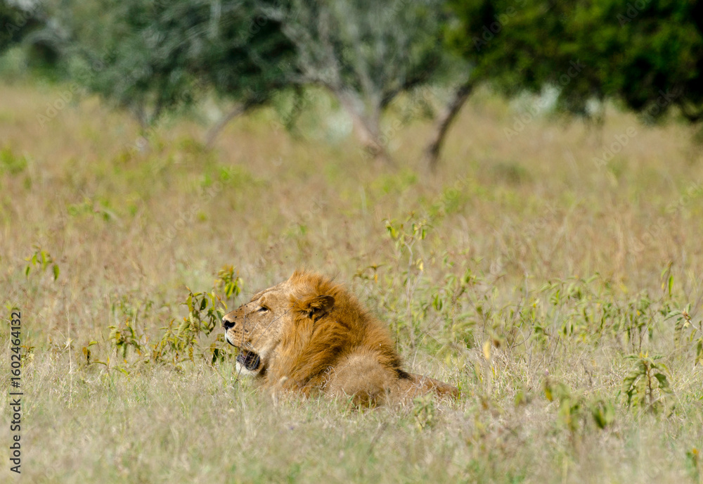 Naklejka premium lion, male, Panthera Leo, Tanzanie