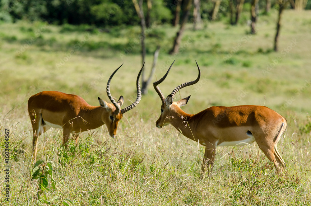 Obraz premium impala, male, combat, Aepyceros melampus, Afrique de l'Est