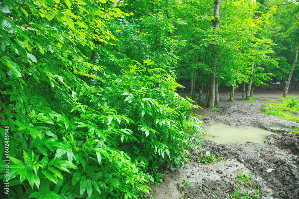 Obraz premium Green forest landscape. Beautiful view