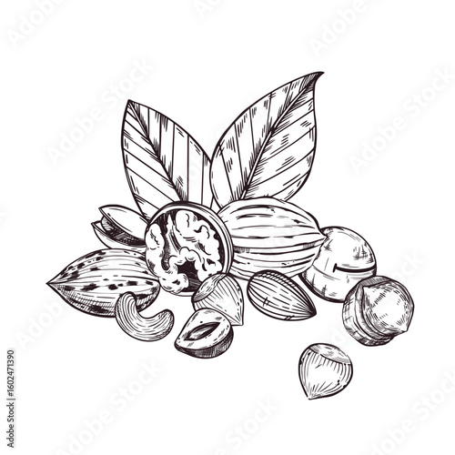 Vector composition of nuts, walnuts, pecans, cashews, almonds, macadamias, hazelnuts, tree leaves. All objects are hand-drawn with ink. For printing on fabric, paper, dishes, kitchen textiles. Vector