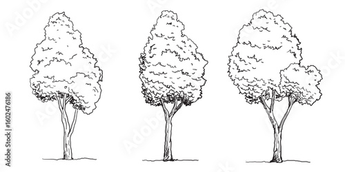 Hand-drawn Trees Vector Set – Vintage Forest Tree Sketches in Black and White.