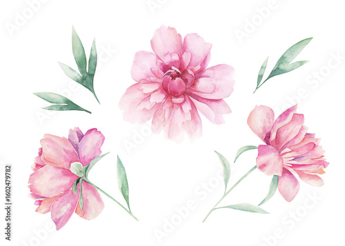 Watercolor  collection with peonies and branches. Hand drawn isolated illustration on white background.