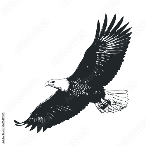 Majestic bald eagle soaring in black and white illustration