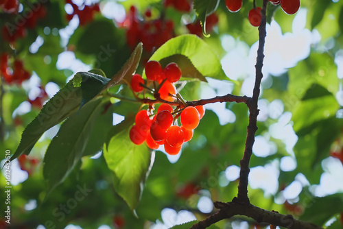Ripe red cherries hanging from the branches of a cherry tree, fresh produce and the abundance of fruit trees