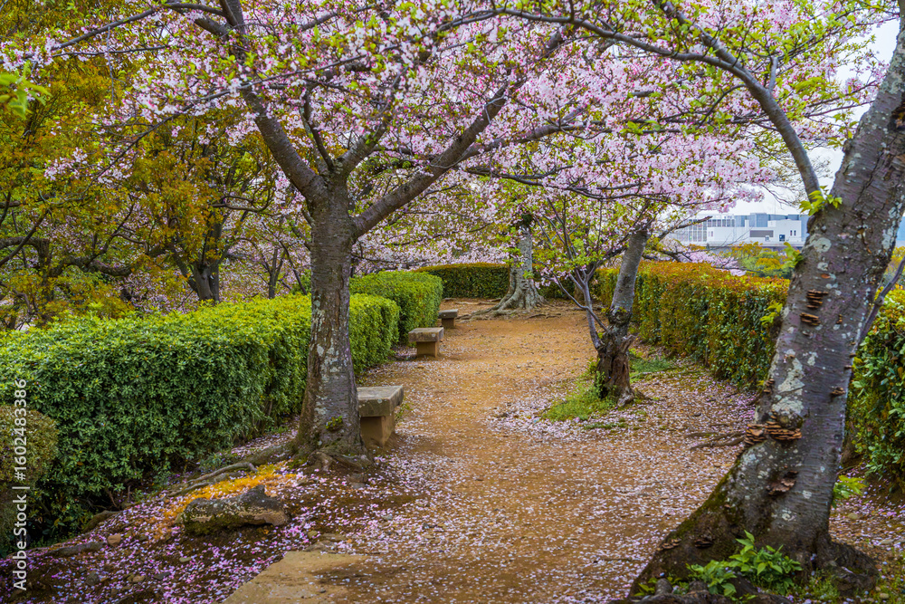Fototapeta premium Spring at Himeji, Japan, South East Asia