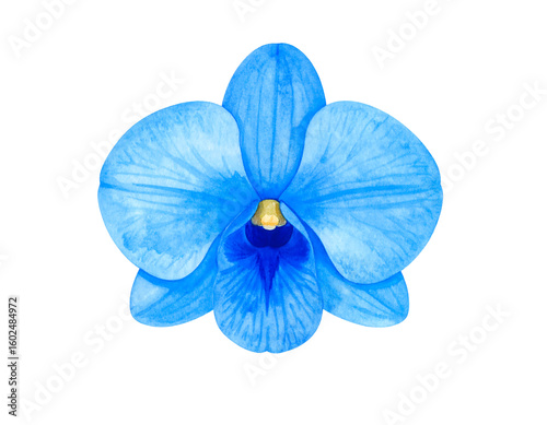 A vibrant blue orchid with a golden yellow center showcases the elegance of floral beauty.