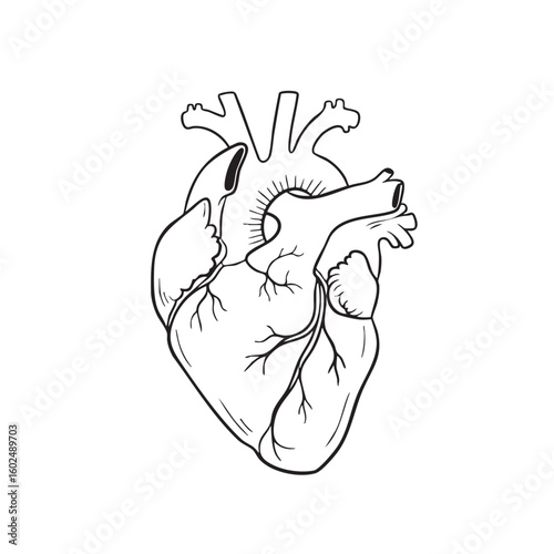 Anatomical human heart outline with vessels and chambers anatomical heart cardiovascular system