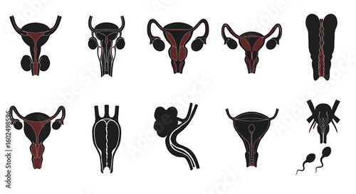A collection of stylized anatomical illustrations depicting various human reproductive systems.