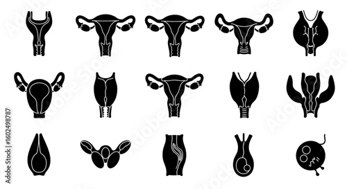 A collection of black and white illustrations depicting various anatomical views of the female reproductive system.