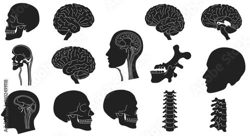 A collection of anatomical illustrations featuring skulls, brains, spinal cords, and head silhouettes in black and white.