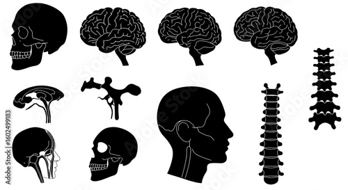 Silhouette illustrations of human anatomy, including brain, skull, spine, and nervous system.