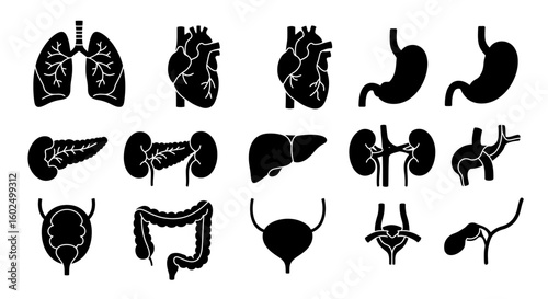Collection of black and white human internal organ illustrations.