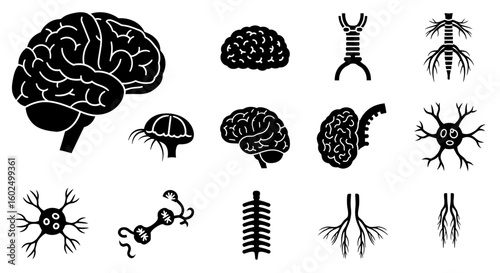 Black and white illustrations of the human brain, spinal cord, and nerve cells in various anatomical forms.