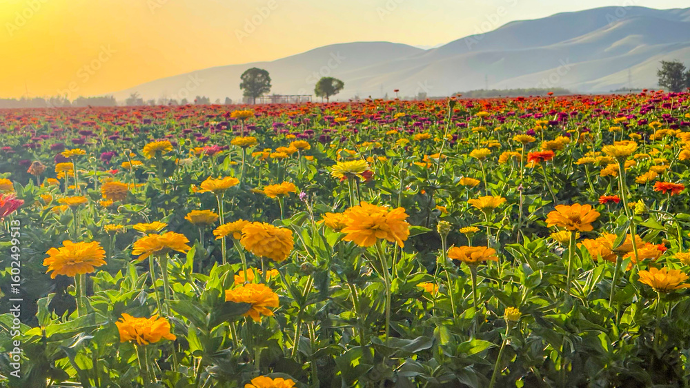Fototapeta premium field of flowers