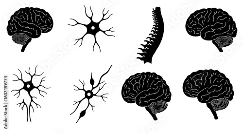 Illustration showing human brain, spinal cord, and neuron cells in black silhouette against a white background.